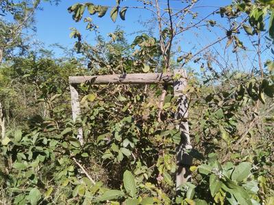 Farm For Sale in Tswinga, Mphaphuli